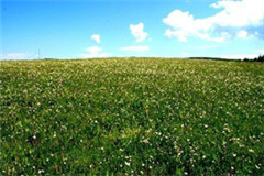 木兰围场御道口百花坡